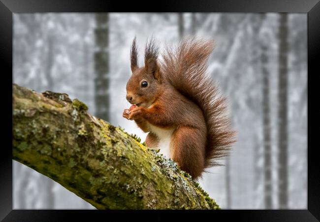 Scottish Red Squirrel in Tree in Winter Woodland Framed Print by Arterra 