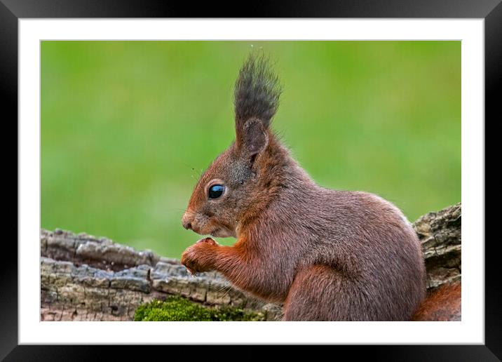 Red Squirrel with Large Ear Tufts Framed Mounted Print by Arterra 
