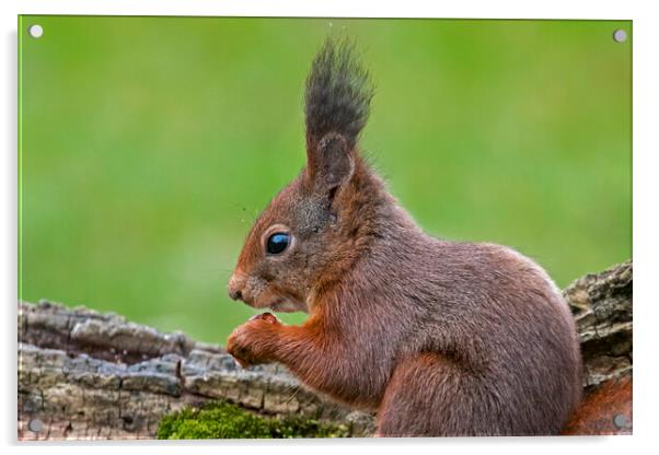 Red Squirrel with Large Ear Tufts Acrylic by Arterra 
