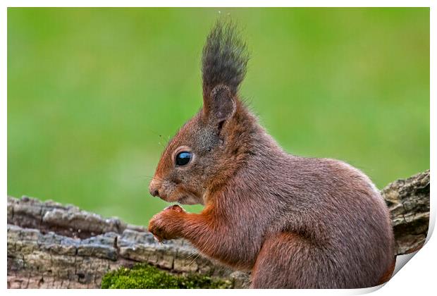 Red Squirrel with Large Ear Tufts Print by Arterra 