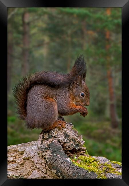 Red Squirrel Eating Nut in Wood Framed Print by Arterra 