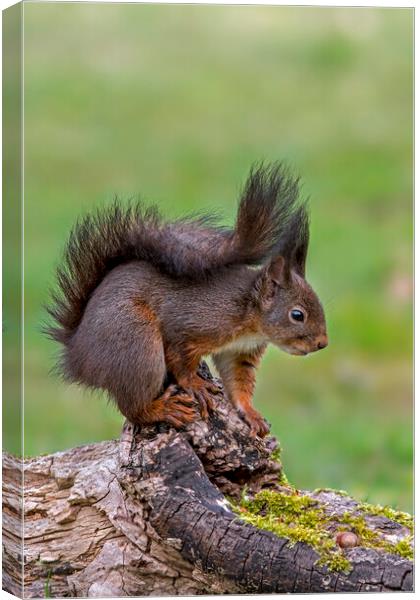 Red Squirrel on Tree Stump in Wood Canvas Print by Arterra 