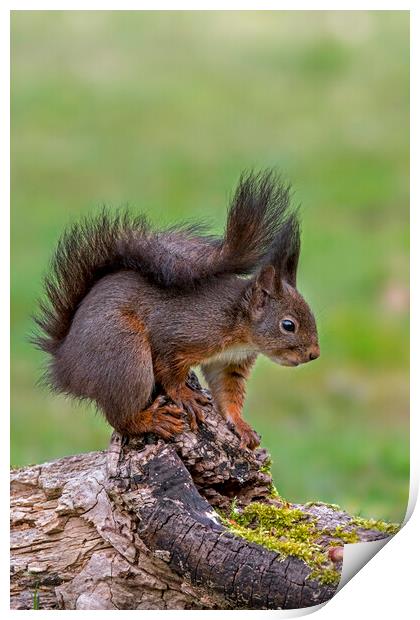 Red Squirrel on Tree Stump in Wood Print by Arterra 