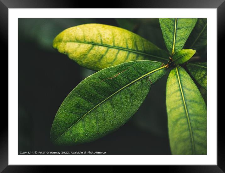 Green Botanic Leaves At Kew Gardens, Richmond    Framed Mounted Print by Peter Greenway