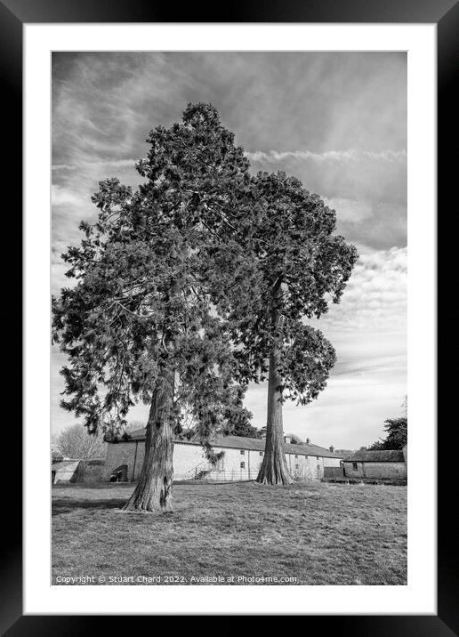 Black and white trees Framed Mounted Print by Travel and Pixels 