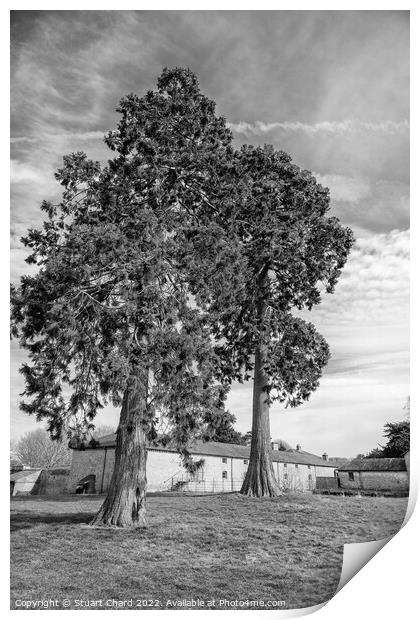 Black and white trees Print by Travel and Pixels 