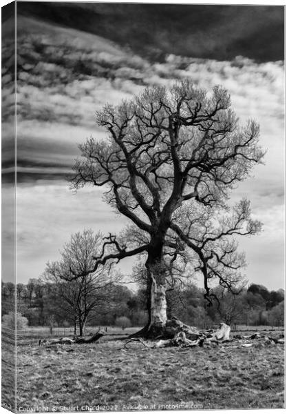 Black and white tree Canvas Print by Stuart Chard