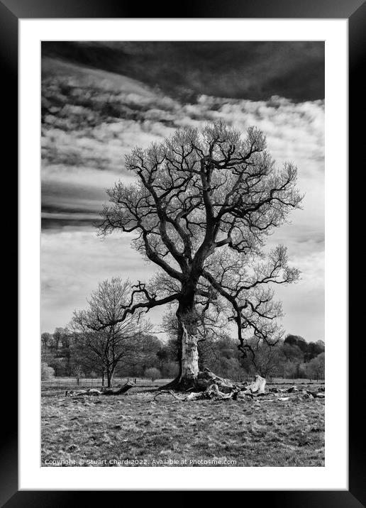 Black and white tree Framed Mounted Print by Travel and Pixels 