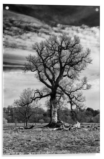 Black and white tree Acrylic by Stuart Chard