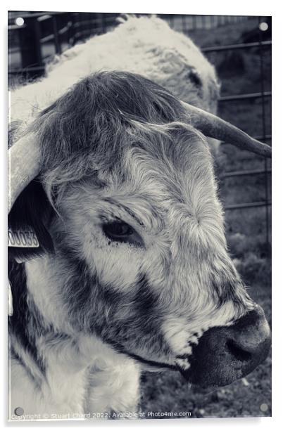 Long Horn Cattle Acrylic by Stuart Chard