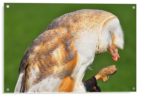 Barn owl eating Acrylic by michelle rook