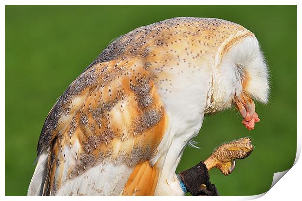 Barn owl eating Print by michelle rook