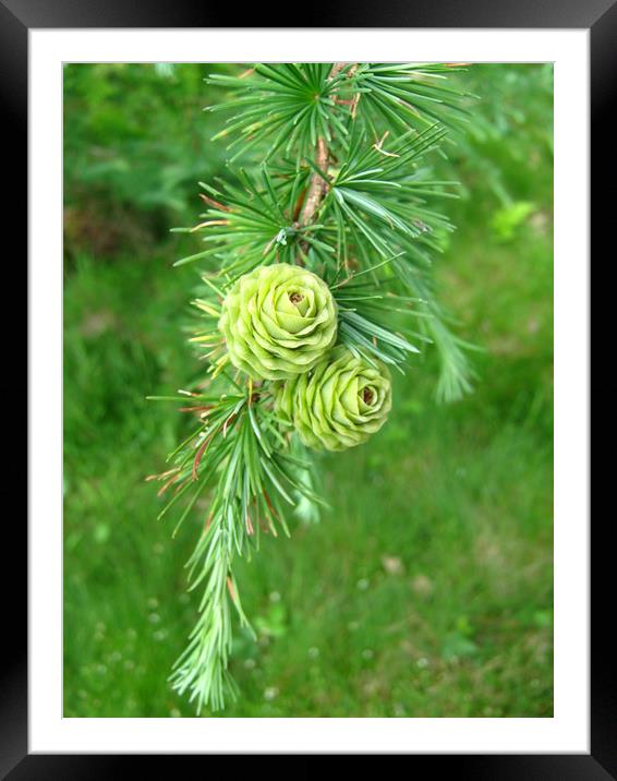 Two lone pine cones. Framed Mounted Print by Heather Goodwin