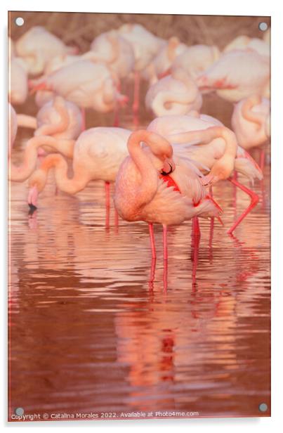 Greater flamingo in Rose Acrylic by Catalina Morales