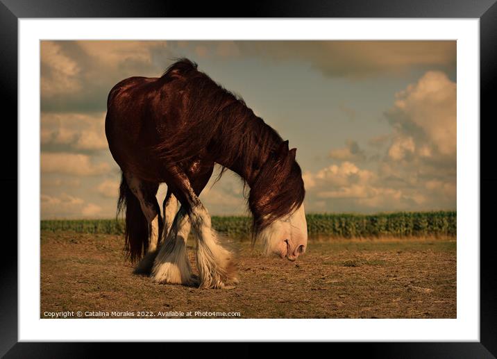Draft Brown horse in the sunset Framed Mounted Print by Catalina Morales