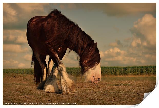 Draft Brown horse in the sunset Print by Catalina Morales