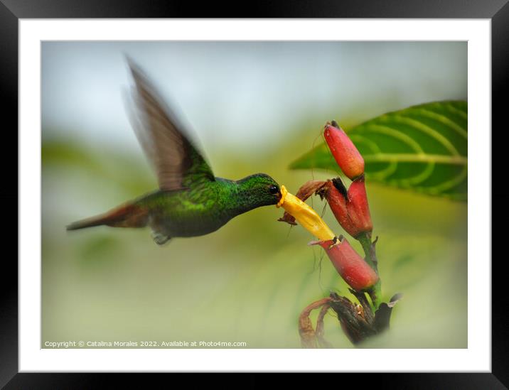 The Hummingbird and the flower Framed Mounted Print by Catalina Morales