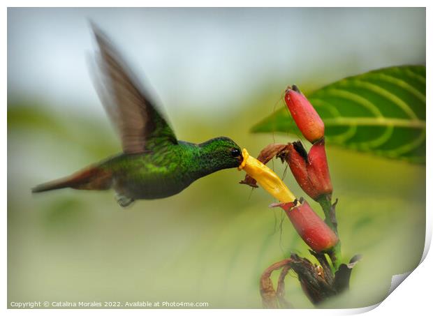 The Hummingbird and the flower Print by Catalina Morales