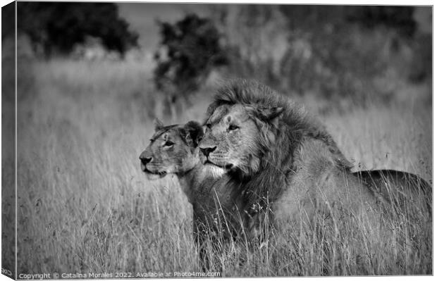 Lions in Black and White Canvas Print by Catalina Morales
