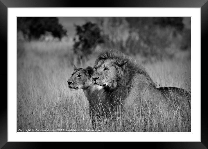 Lions in Black and White Framed Mounted Print by Catalina Morales