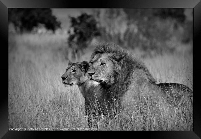Lions in Black and White Framed Print by Catalina Morales