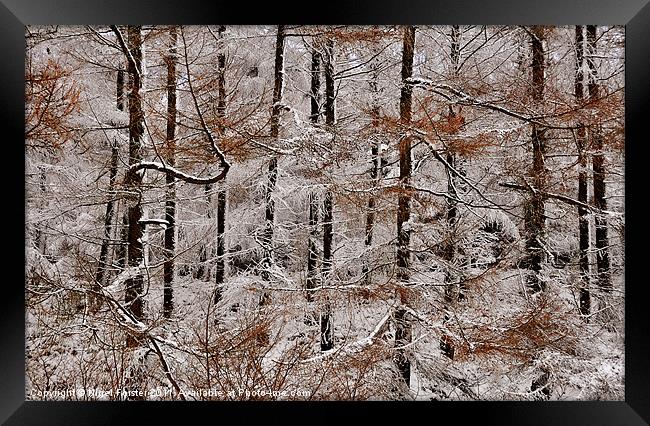 Winter Larch Framed Print by Creative Photography Wales