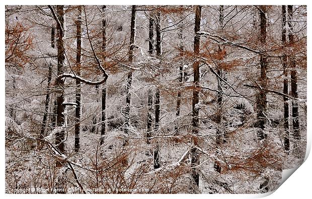 Winter Larch Print by Creative Photography Wales