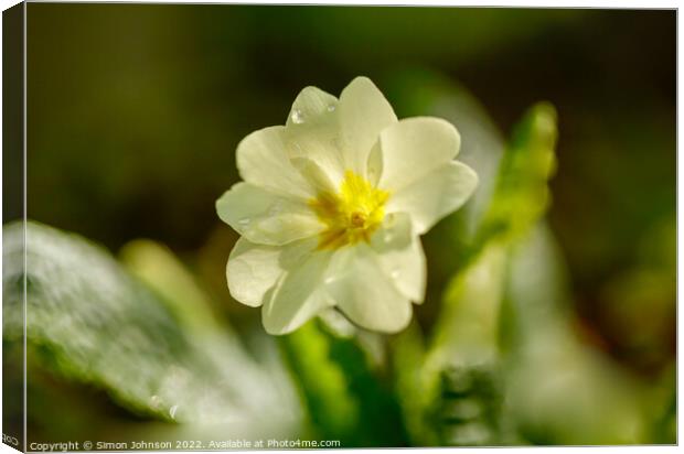 sunlit primrose flower Canvas Print by Simon Johnson