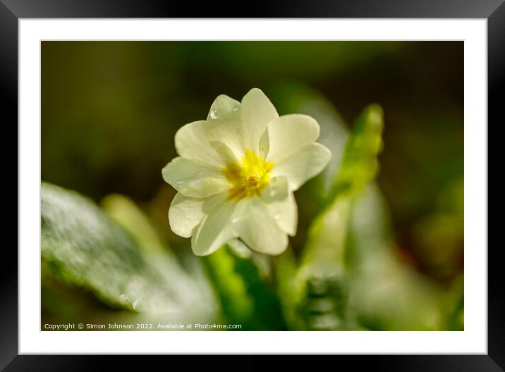 sunlit primrose flower Framed Mounted Print by Simon Johnson