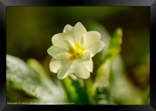 sunlit primrose flower Framed Print by Simon Johnson