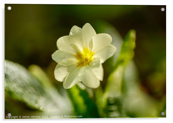 sunlit primrose flower Acrylic by Simon Johnson