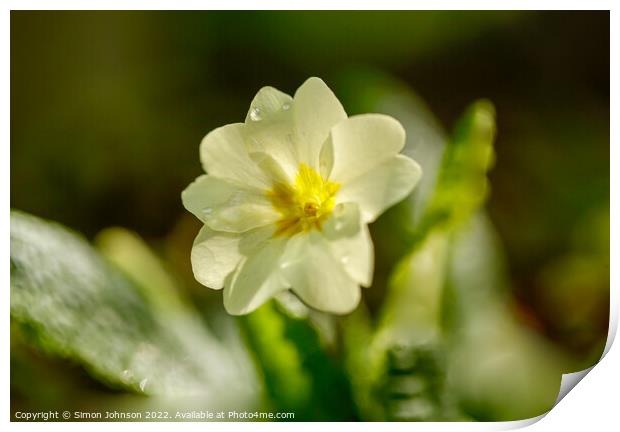 sunlit primrose flower Print by Simon Johnson