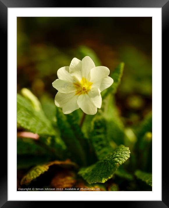 Primrose flower Framed Mounted Print by Simon Johnson