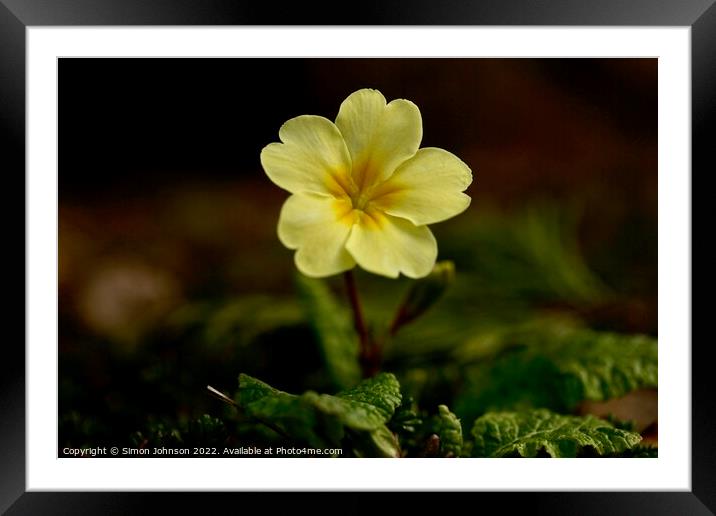 Plant flower Framed Mounted Print by Simon Johnson