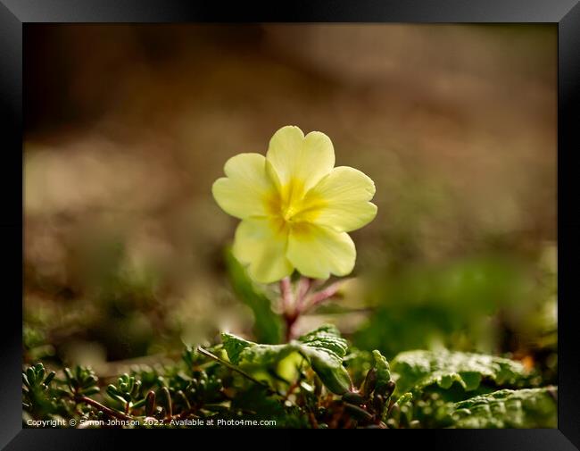 Plant flower Framed Print by Simon Johnson