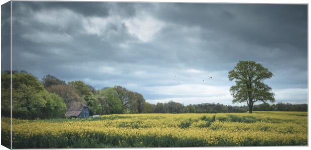 Rapeseed Field in Sussex Canvas Print by Mark Jones