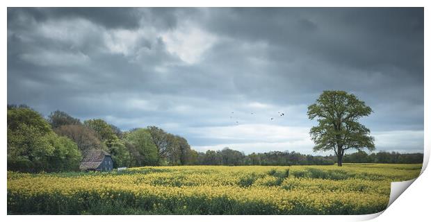 Rapeseed Field in Sussex Print by Mark Jones