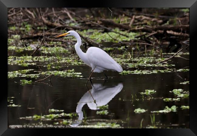 Outdoor  Framed Print by Tony Williams. Photography email tony-williams53@sky.com