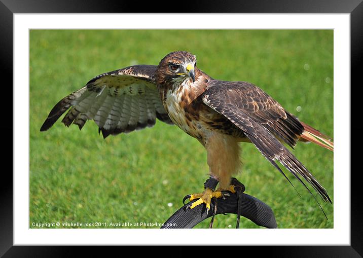 buzzard hawk on display Framed Mounted Print by michelle rook