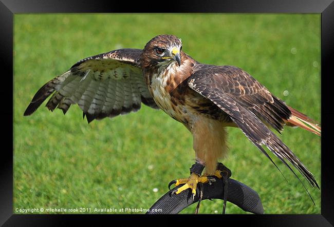 buzzard hawk on display Framed Print by michelle rook