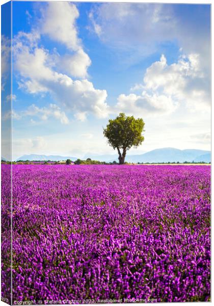 Lavender field and lonely tree. Provence, France Canvas Print by Stefano Orazzini