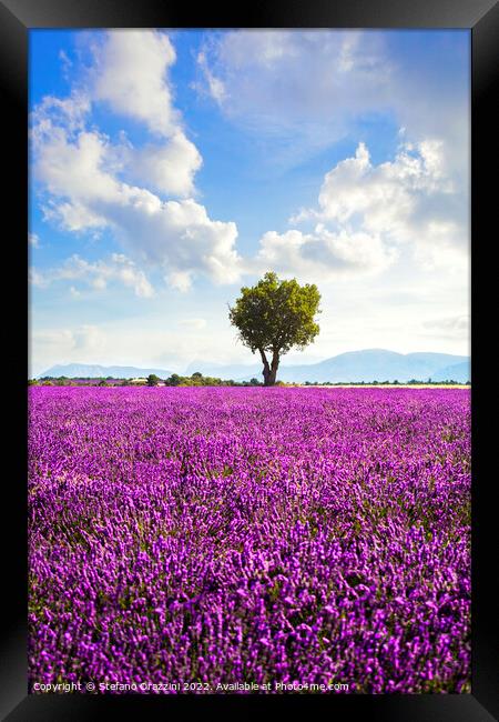 Lavender field and lonely tree. Provence, France Framed Print by Stefano Orazzini
