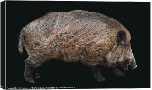 Hubertus the boar Canvas Print by Ingo Menhard