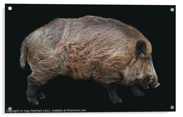Hubertus the boar Acrylic by Ingo Menhard