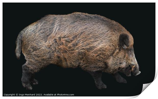 Hubertus the boar Print by Ingo Menhard