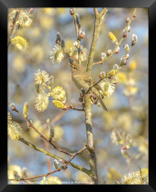 Chiffchaff within the Spring Blossom Framed Print by GadgetGaz Photo