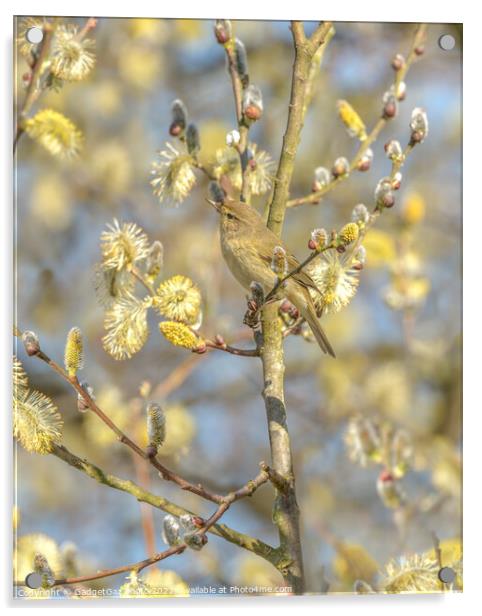 Chiffchaff within the Spring Blossom Acrylic by GadgetGaz Photo