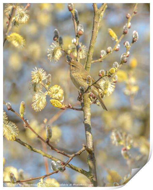 Chiffchaff within the Spring Blossom Print by GadgetGaz Photo