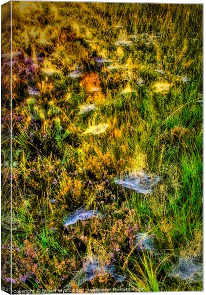 Cobwebs on the forest floor Canvas Print by Stuart Wyatt