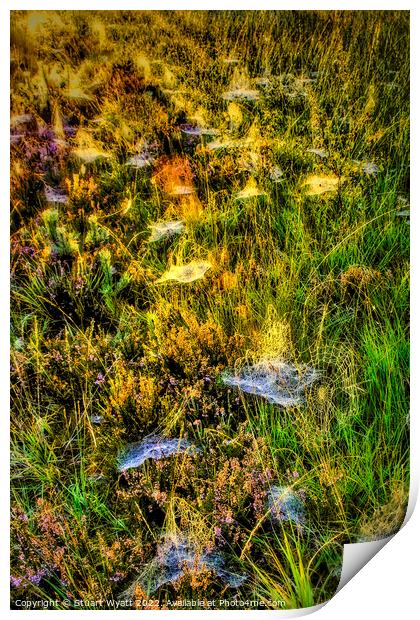 Cobwebs on the forest floor Print by Stuart Wyatt